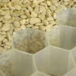 Yellow pebbles